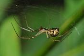 hangmatspin (linyphiidae sp)